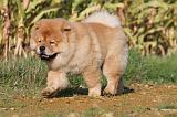 CHOW CHOW 262